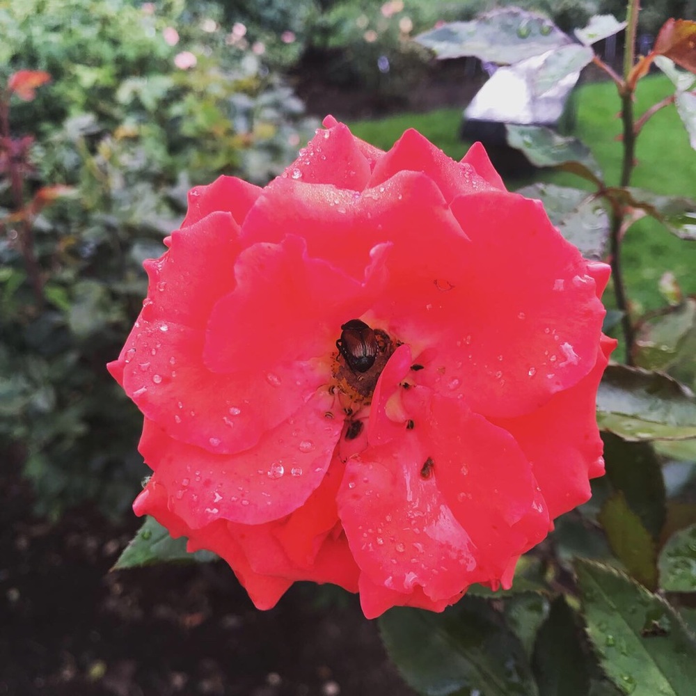 Meet your Posher, Amy